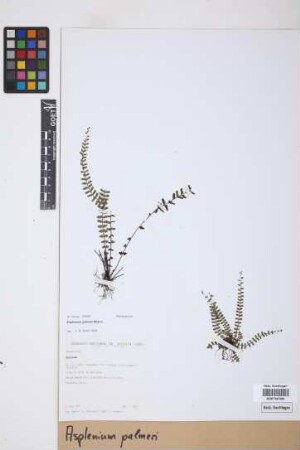 Asplenium palmeri