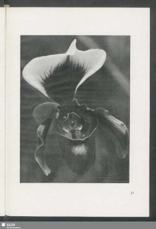 Cypripedium spicerianum