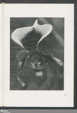 Cypripedium spicerianum