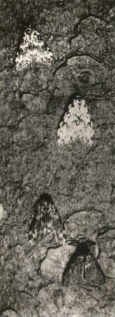 Nonne (Lymantria monacha). Männchen und Weibchen, oben: frühere hellere Form, unten: heutige melanistische Dunkel-Form
