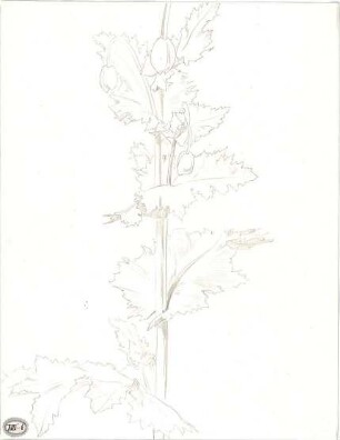 Lange, Ludwig; Lange - Archiv: XIII.6 Pflanzenstudien - Ansicht