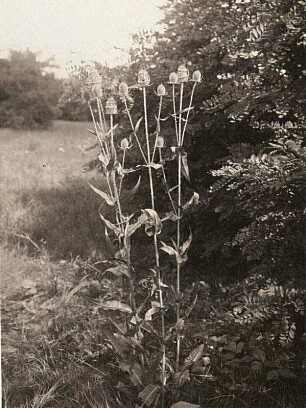 Wilde Karde (Dipsacus silvester)