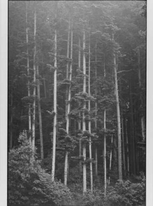 Wald