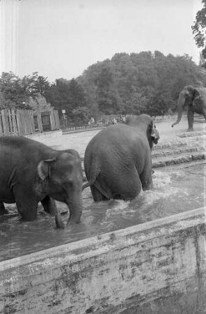 Heißer Sommertag im Karlsruher Zoo