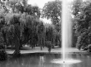 Dresden. Bürgerwiese, Goldfischteich : Dresden-Altstadt, Bürgerwiese. Parkpartie am Goldfischteich mit Fontäne und Trauerweide (Salix alba "Tristis")