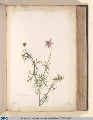 Nigella cretica.