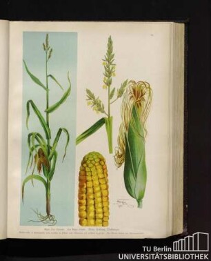 Mays Zea Gärtner. Zea Mays Linné. Mais, Kukuruz, Türkweizen.