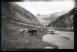 Obersulzbachtal, nördlich des Großvenedigers, Tirol