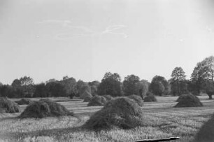 Spreewald um 1940. Heuernte auf den Wiesen. : Błóta wokoło 1940. Synowe žně.
