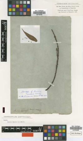 Acacia amoena H.L.Wendl. [holotype]