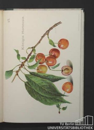 15. Königin Hortensie.