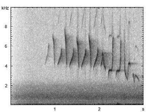 Fitis | Phylloscopus trochilus - Gesang