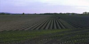 Kartoffelfeld im Abendlicht, Preititz