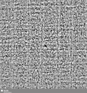Lilie / CVC = S.5/6
