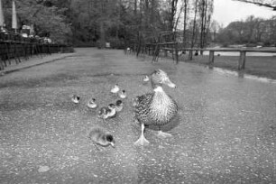 Enten im Karlsruher Stadtgarten