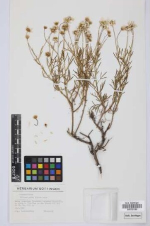 Argyranthemum spec.