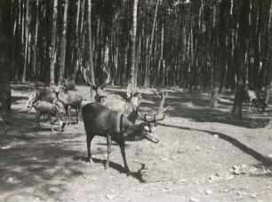 Rotwild im Moritzburger Wildgehege