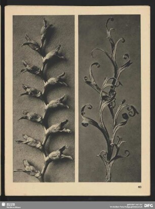 Delphinium - Rittersporn - Teile eines trockenen Blattes (3mal vergrößert)