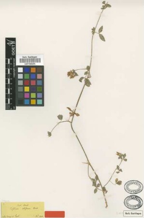 Trifolium setiferum Boiss. [type]