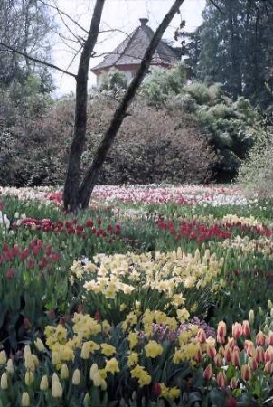 Mainau, Insel Mainau: Tulpenblüte vor dem Wehrturm