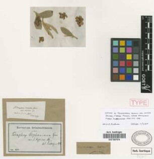 Tetrapterys stephaniana Griseb. var. typica Nied.