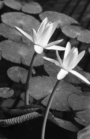 Wasserrosen im Gewächshaus des Botanischen Gartens.