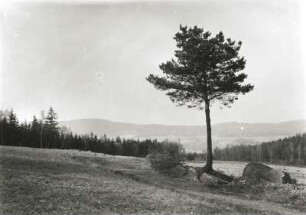 Lausitzer Bergland. Bieleboh-Nordhang. Lesesteinhaufen mit Einzelkiefer. Blick nach Norden zum Czorneboh und Hochstein