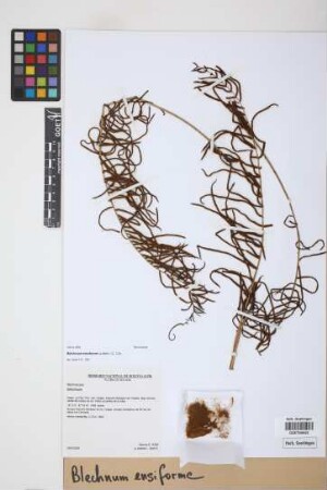 Blechnum ensiforme (Liebm.) C. Chr.