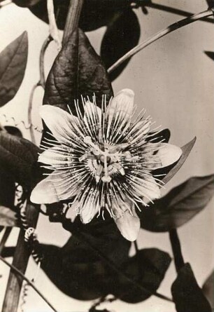 Passionsblume (Passiflora). Blüte
