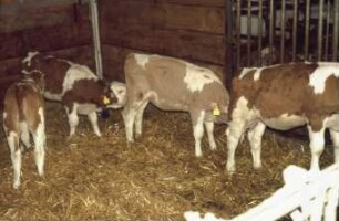 Fotografie: Stallsystem, Kalb, Tieflaufstall, Gruppenhaltung