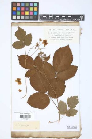 Rubus fruticosus L.