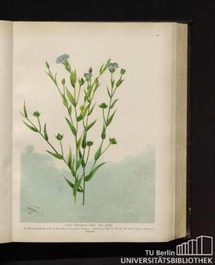 Linum usitatissimum Linné. Lein, Flachs.