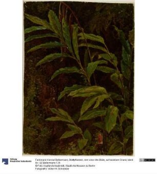 Blattpflanzen, vorn eine rote Blüte, auf dunklem Grund
