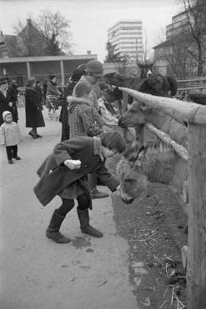 Fütterung der Ponies im Karlsruher Zoo.