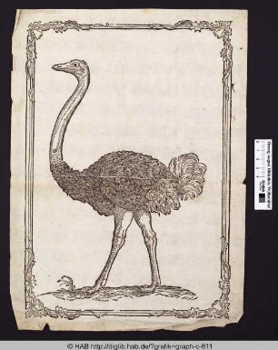 Vogel Strauß