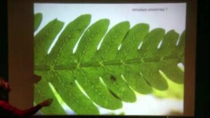 Shapes and growth motions of leaves