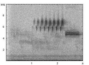 Goldammer | Emberiza citrinella - Gesang
