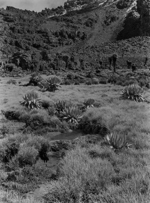 Lobelien : Lobelien ohne Blütenstand im Mount-Kenya-Massiv