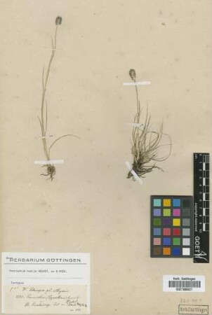 Pennisetum humile Hochst. ex A.Rich.