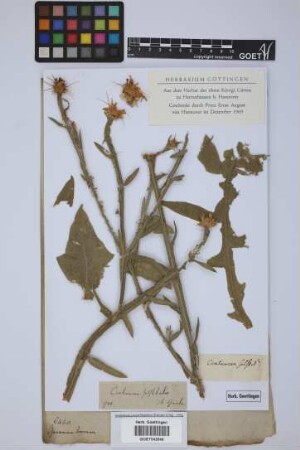 Centaurea solstitialis L.