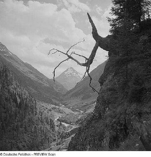 Blick in ein Tal mit Bäumen in den Alpen