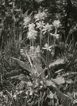 Echte Schlüsselblume (Wiesenprimel, Himmelschlüssel, Primula veris). Osterzgebirge, Oelsener Wiesen