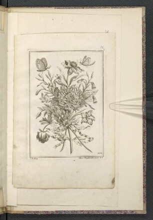 Blumen und Falter