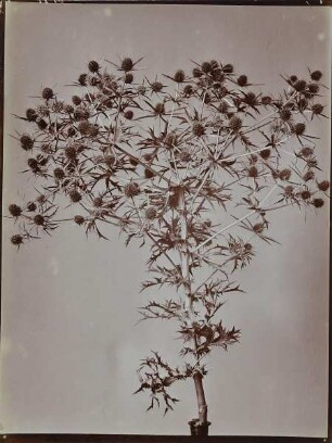 Distel