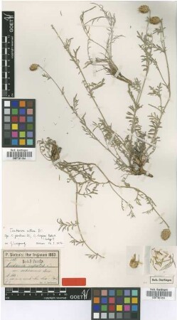 Centaurea rupestris L. var. subinermis Boiss.