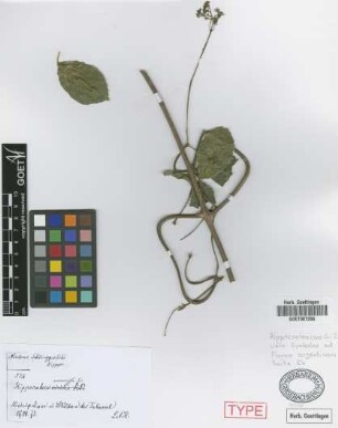 Hippocratea verrucosa Griseb., nom. illeg. [syntype]