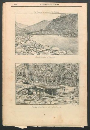 [Vista de] La Colonia alemana del Pozuzo. Tronco gigantesco de algodonero.