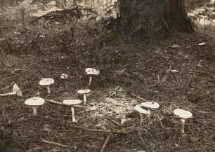 Frühlings-Knollenblätterpilz (Amanita verna)