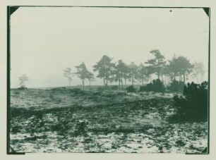 Landschaft mit Kieferngruppe