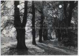 Herbst, Waldweg